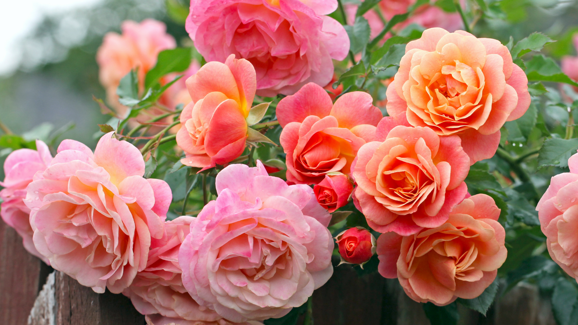 Peach and apricot pink climbing rose, rosa Peach Melba, in flower after good August rose care