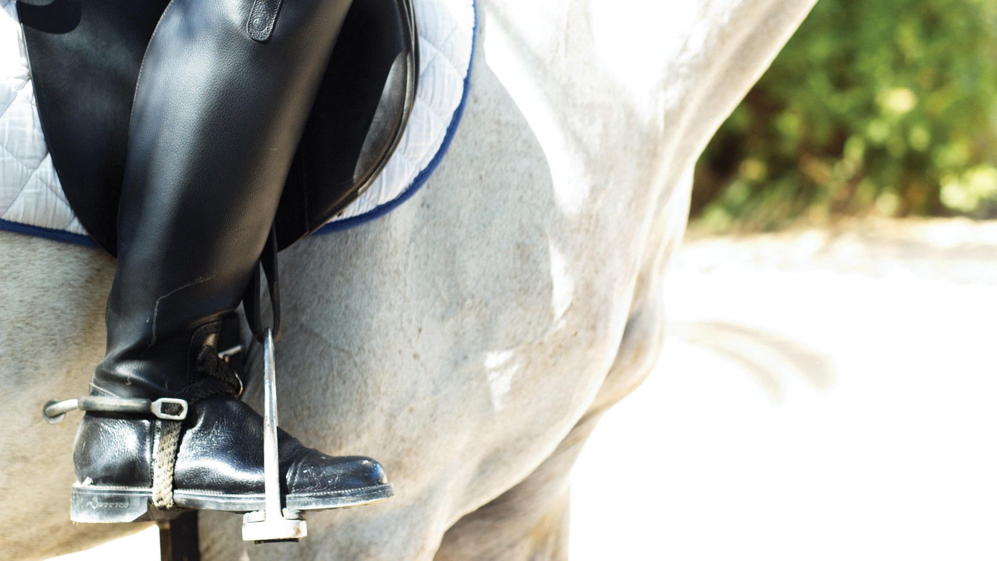 Should the same blood rules apply across all horse sports?