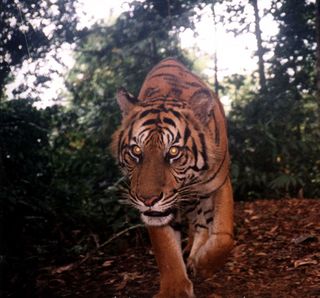 tiger-jungle-wpi-100908-02