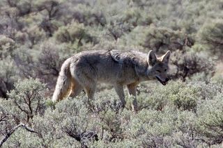 In 2012, Wildlife Services used poison, snares, traps, aircraft and other devices to kill more than 76,000 coyotes.