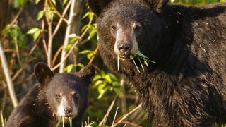 Black bear and cub eating grass