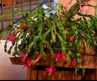 Christmas cactus plant in a pot