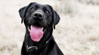 Labrador dog