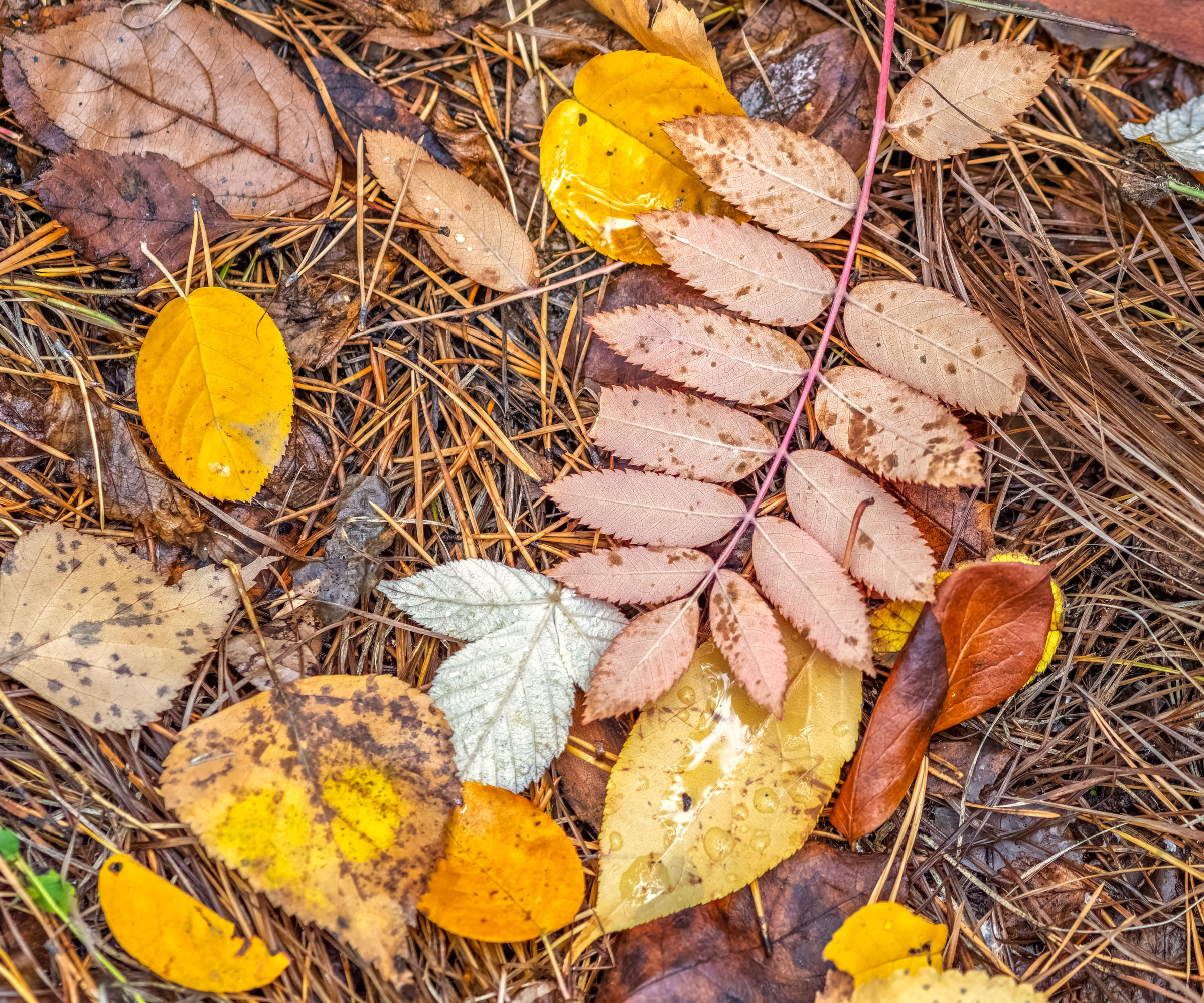 autumn leaves and straw mixed together