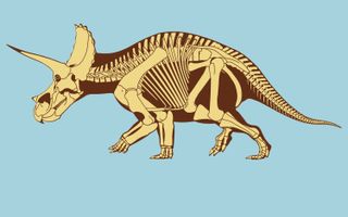 Artwork by Scott Hartman reveals the bone structure of Triceratops.