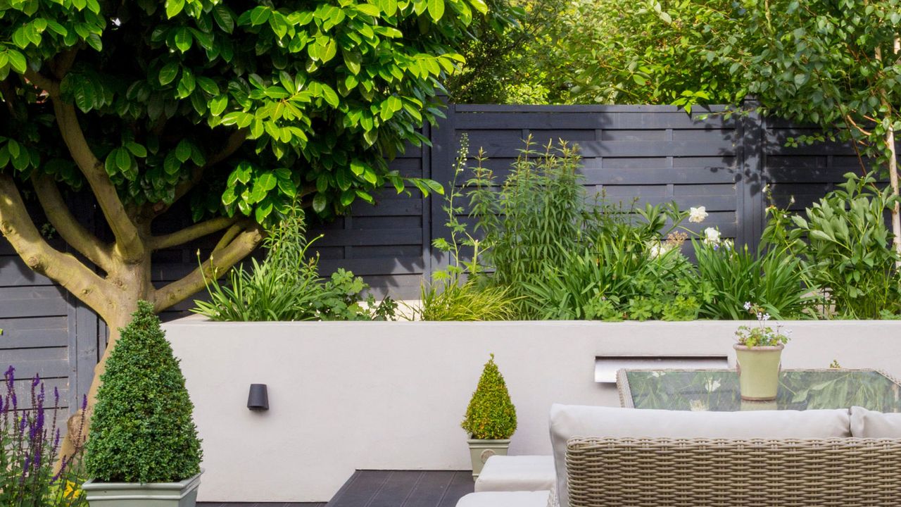 laurel tree and topiary in backyard