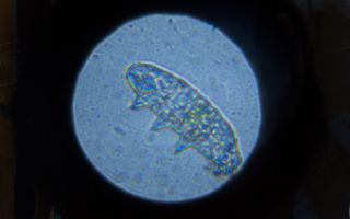 A tardigrade as seen through the lens of the AmScope for kids.