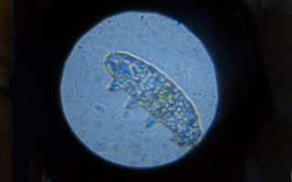 Yes You Can See Tardigrades With A Cheap Optical Microscope Live Science