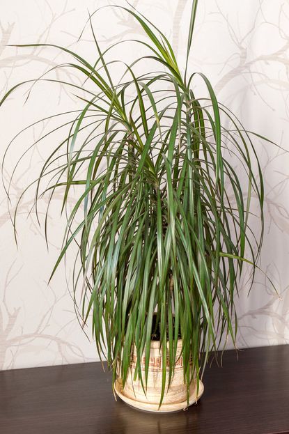 Long Skinny Leaved House Plant