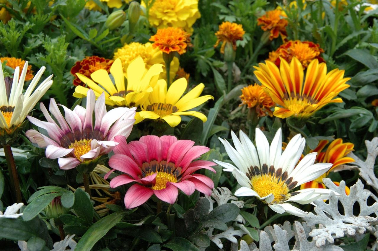 Colorful Gazania Flowers