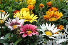 Colorful Gazania Flowers
