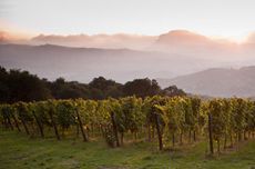 Feudi di San Gregorio Taurasi