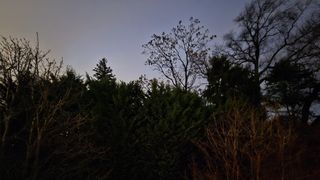 A photo of trees shot at night using the night photography features on the Galaxy S24 Plus