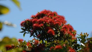 Red flowers on a northern rata tree