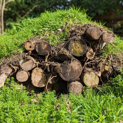 Frog house hibernaculum made from logs in garden