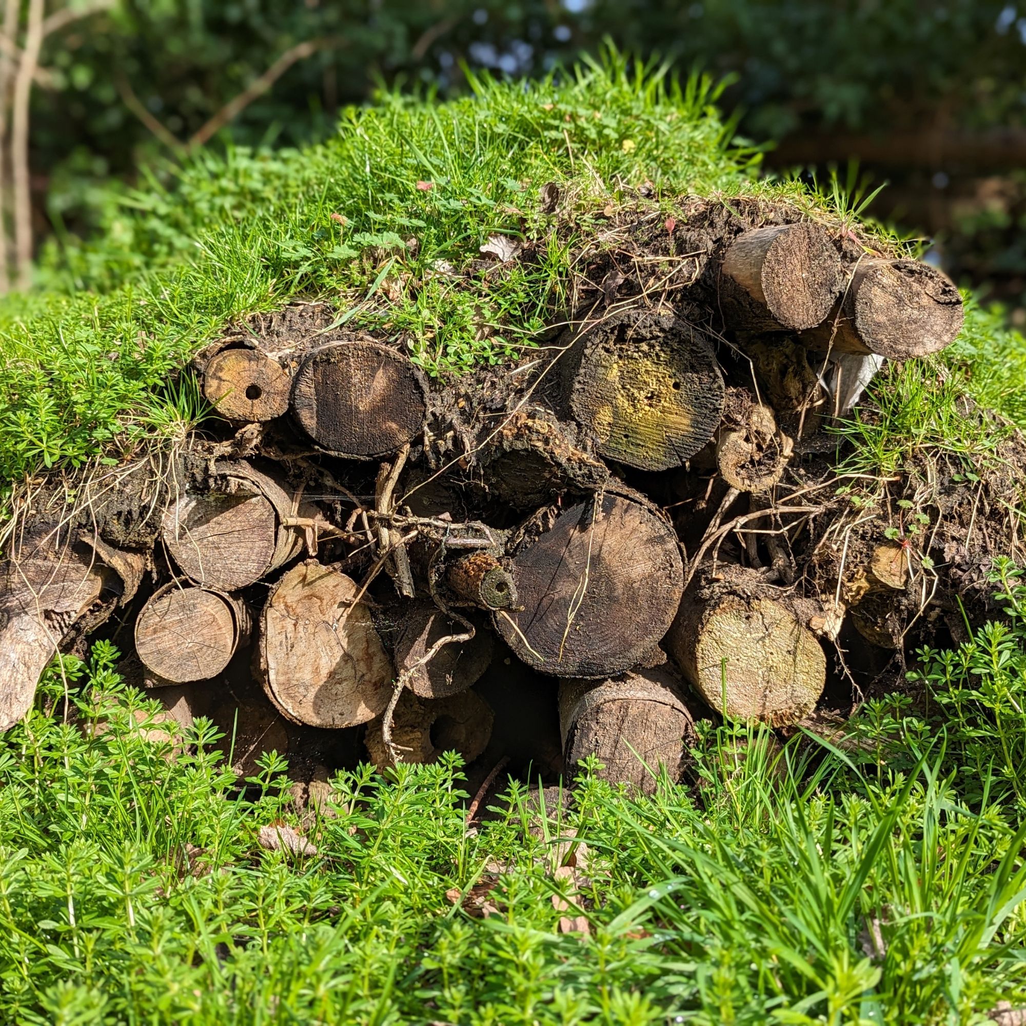 Frog house hibernaculum made from logs in garden