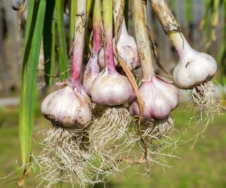 Freshly-harvested garlic grown in pots