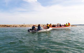 Seals in Norfolk