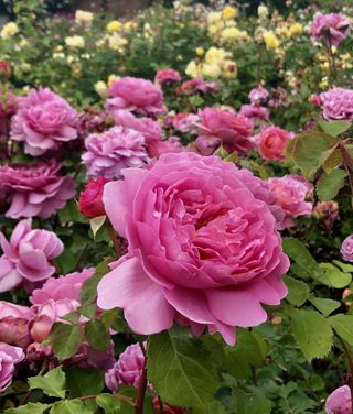 flowerbed filled with beautiful pink roses
