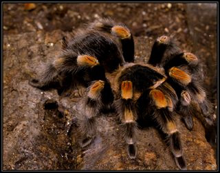 A mexican red-kneed tarantula on the ground.