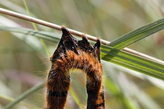 This oak eggar caterpillar, one of two found on July 6th outside of Garstang in northwest England, was likely rendered into this sorry state by a strain of baculovirus