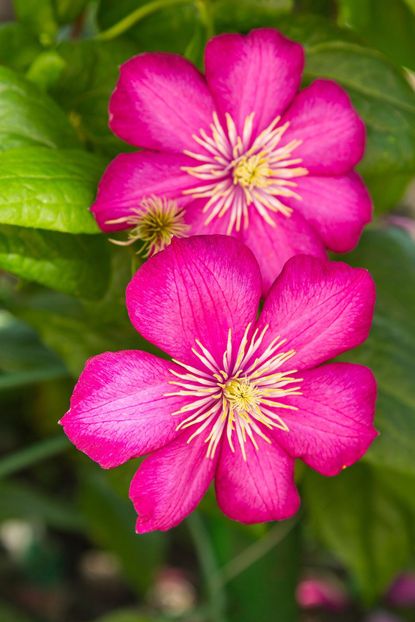 Pink Flowered Clematis Vines