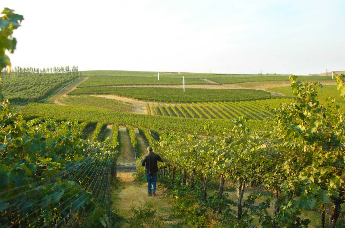 A look at the 2014 vintage in the Columbia Valley | Decanter