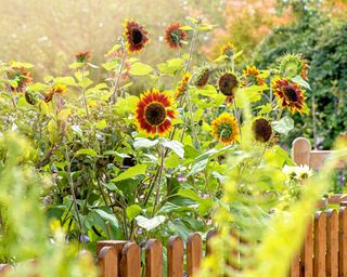 Sunflower growing next to a fence