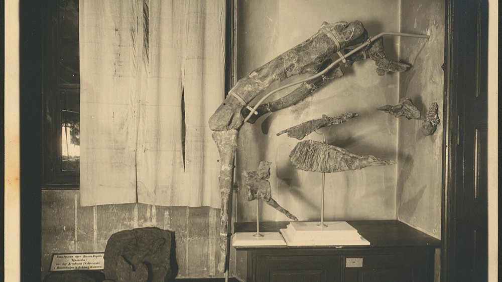 Skeletal remains of Tameryraptor markgrafi in Alte Akademie before they were destroyed in WWII.