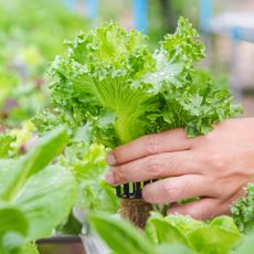 Growing hydroponic lettuce