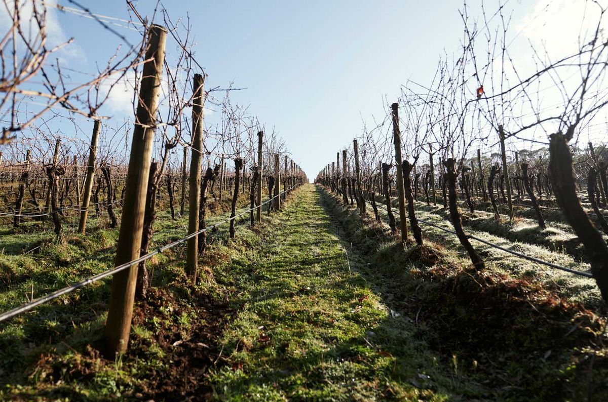 Bastard Hill Vineyard: A new beginning with Giant Steps | Decanter