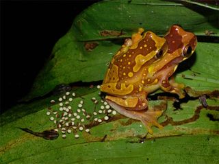 frog with eggs