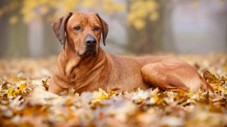  Rhodesian Ridgeback sitting in leaves