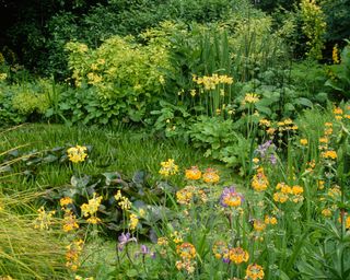 large bog garden planted with candelabra primula