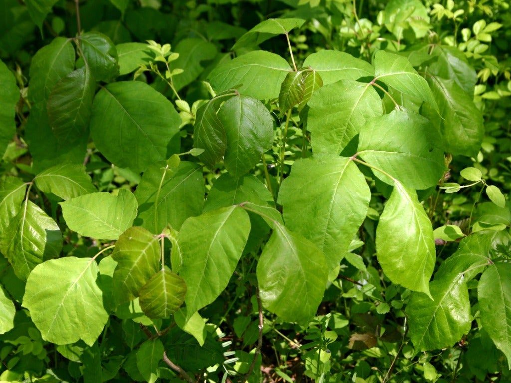 Vines That Strangle Hedges – Fixing A Hedge Covered With Vines ...