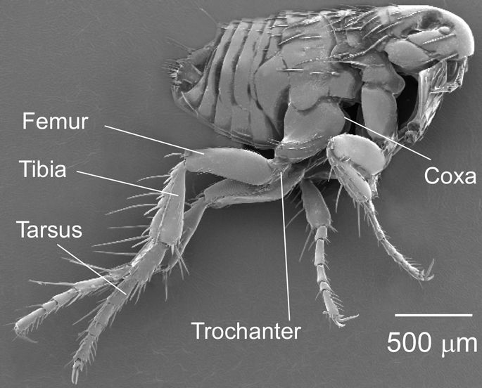 Flea leg anatomy