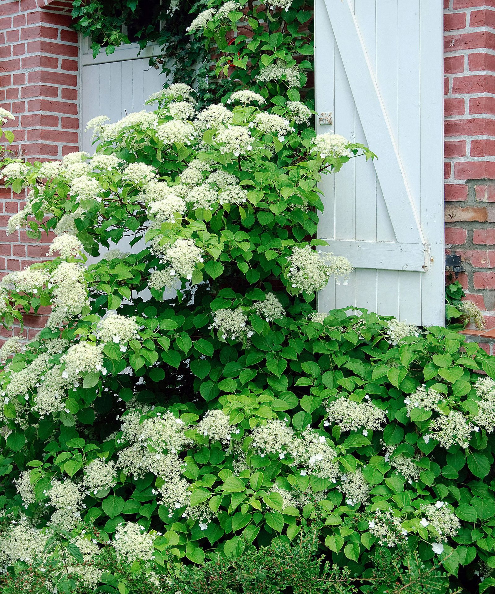 Best climbing plants for shade 10 Homes & Gardens