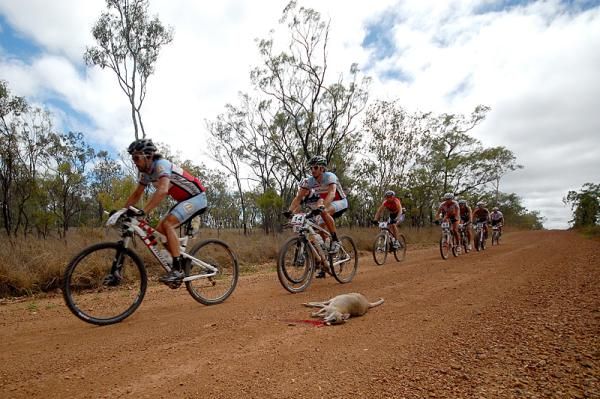 The leaders pass a deceased kangaroo.