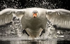 Collision Course by Philip Selby, taken on a lake in Wiltshire ©2018 British Wildlife Photography Awards