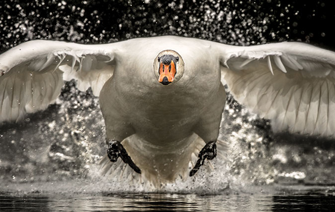 Collision Course by Philip Selby, taken on a lake in Wiltshire ©2018 British Wildlife Photography Awards