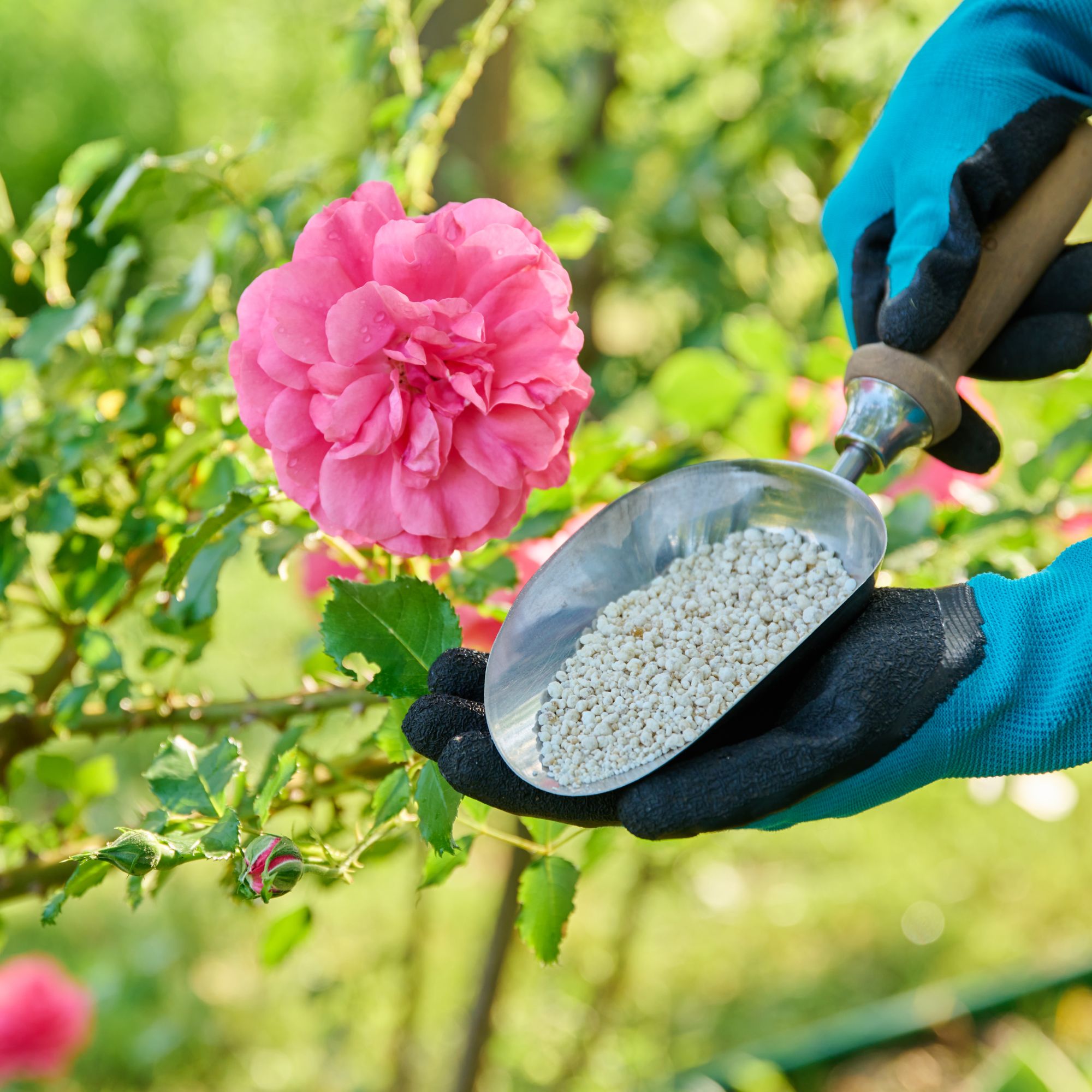 applying fertiliser to roses