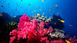 colourful reef with fish