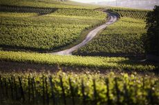 Comtes de Champagne new releases