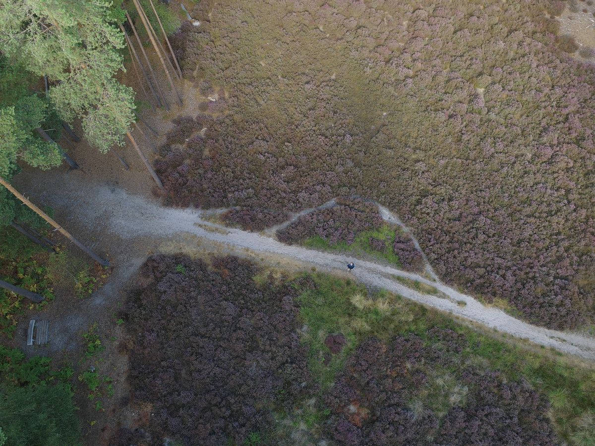 Aerial view of a man on a footpath through a heather-filled clearing