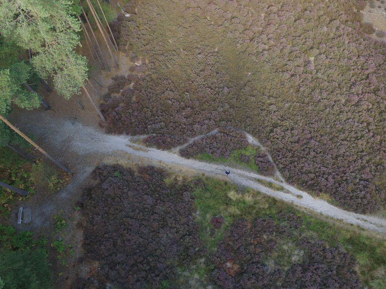 Aerial view of a man on a footpath through a heather-filled clearing