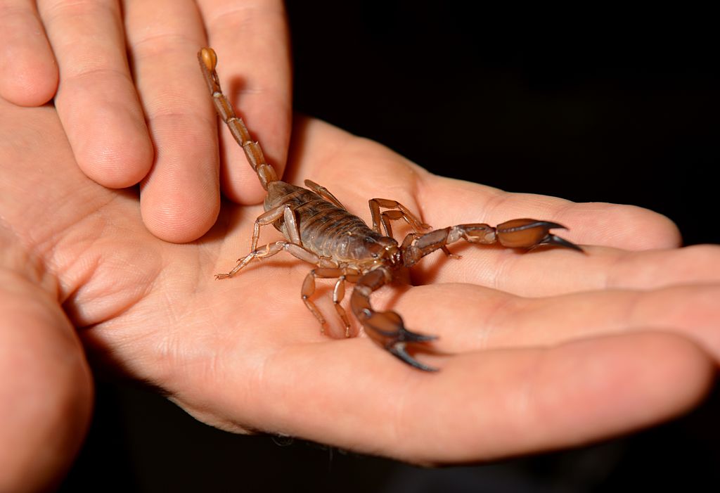Scorpion.
