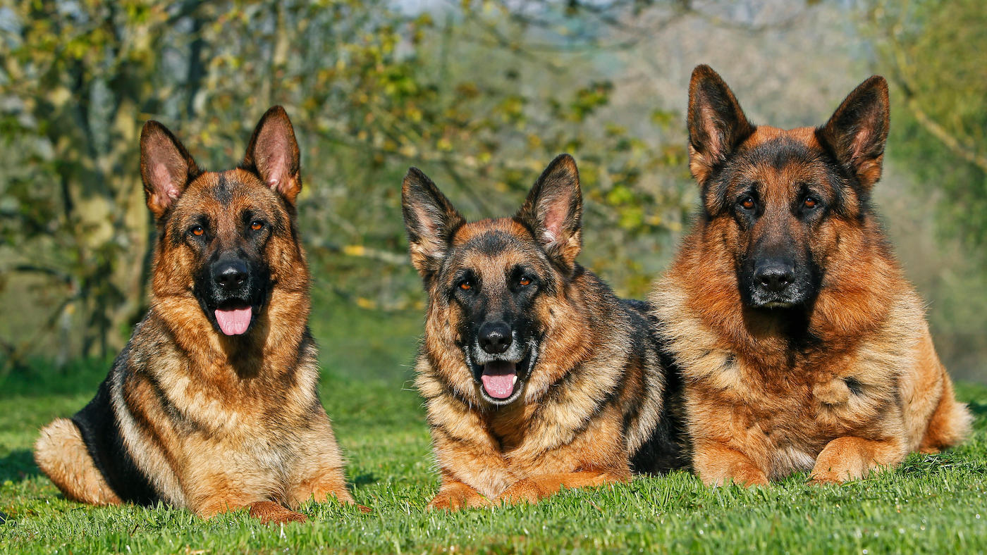 German Shepherd Dog, Adults laying on Grass