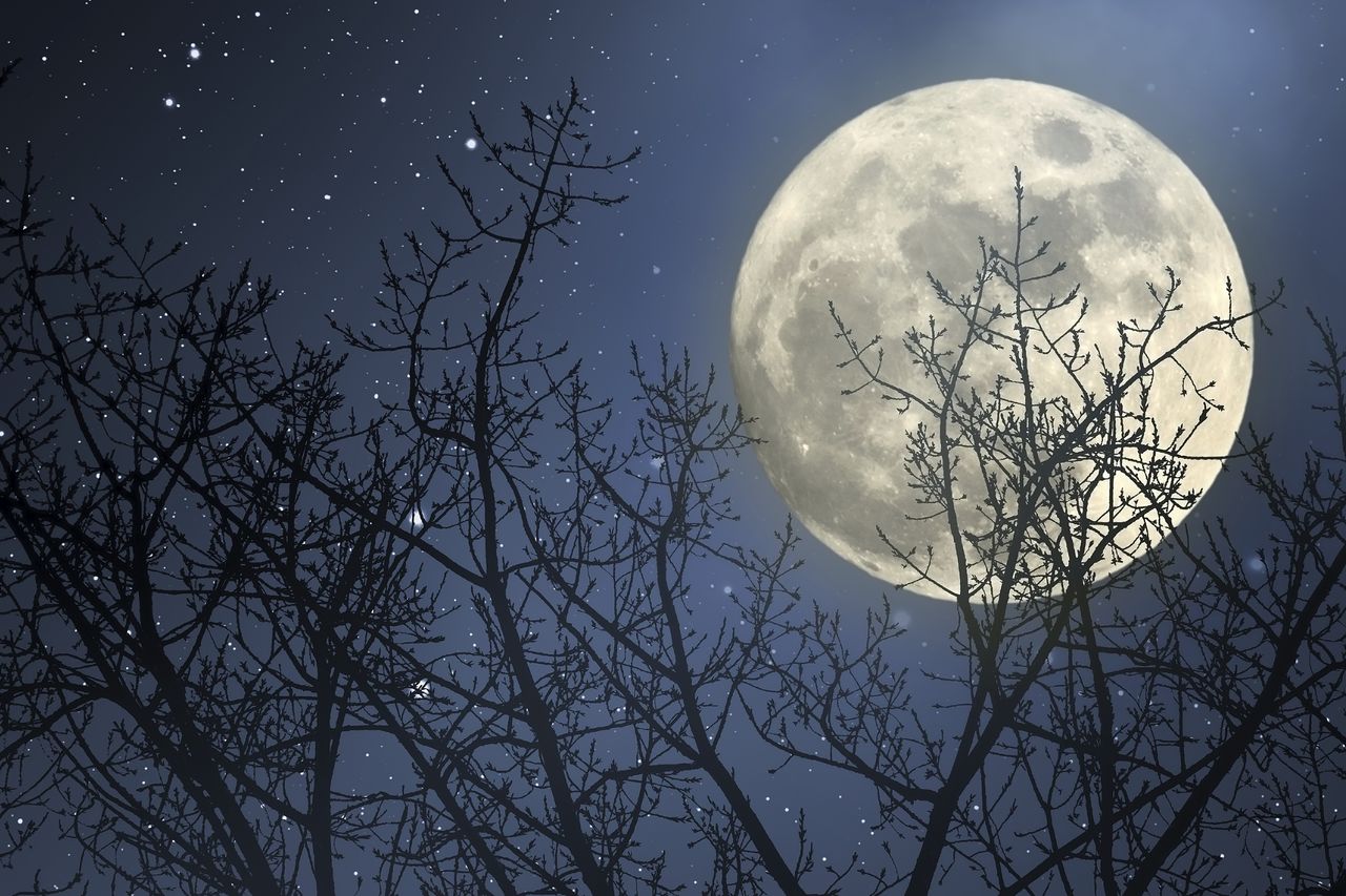 A tree in the nighttime with the moon