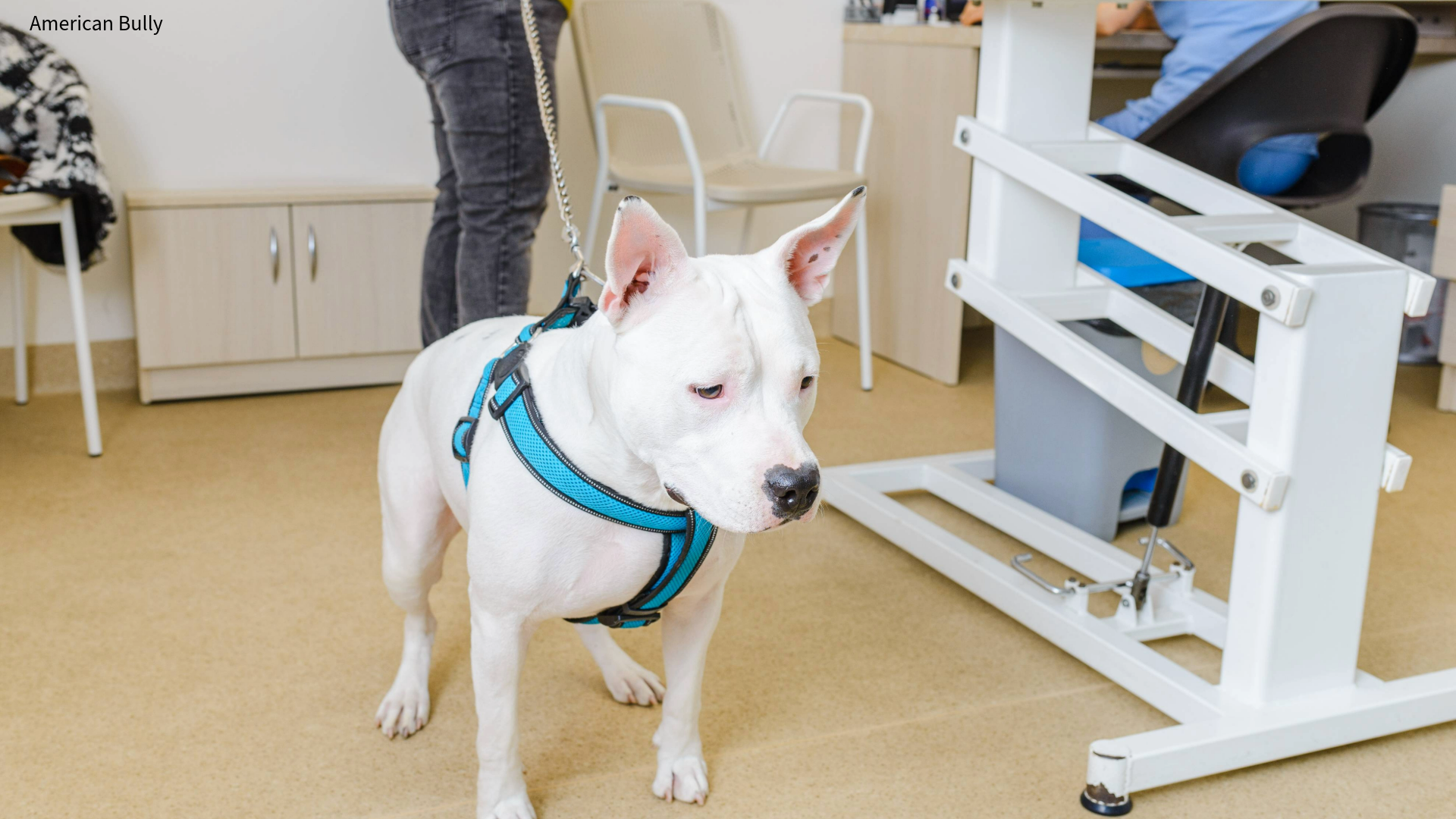 American Bully on a harness and leash in a vet's office