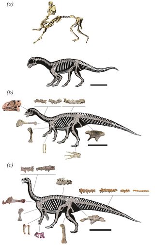 The remains of the dinosaur Mussaurus patagonicus at different life stages.